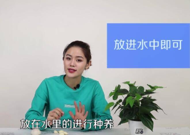水种大蒜的种法