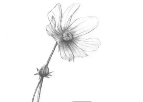 素描菊花