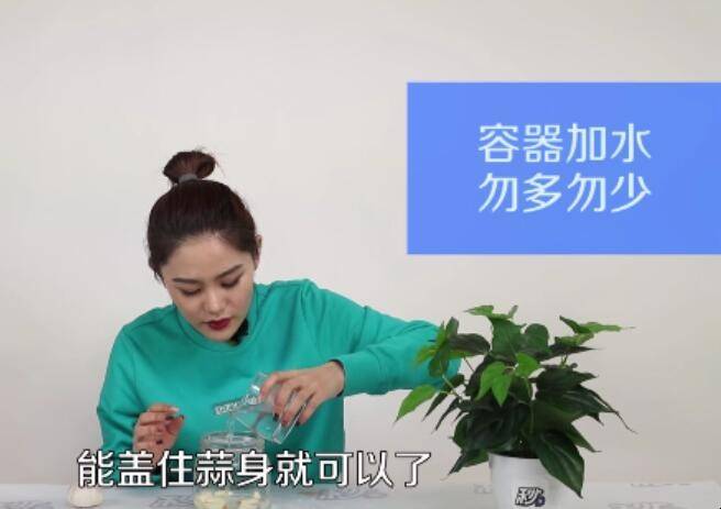 水种大蒜的种法