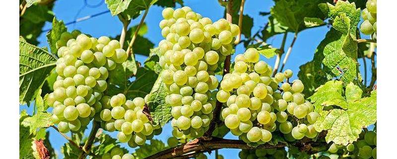 中国种植葡萄始于 每日科普