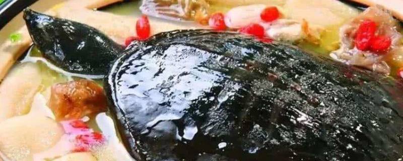 甲鱼的胆能吃吗?有何作用?