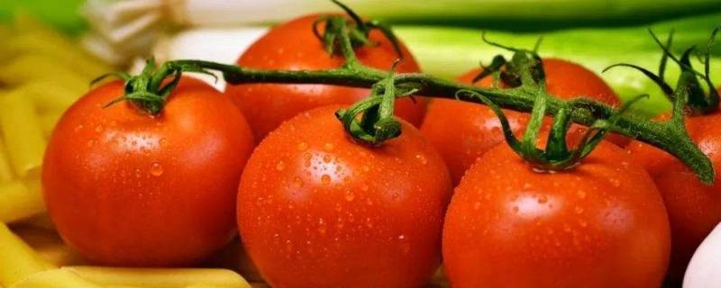 西红柿里面为什么有白点点
