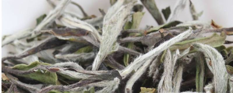 白茶的产地主要在哪里 百科科普君