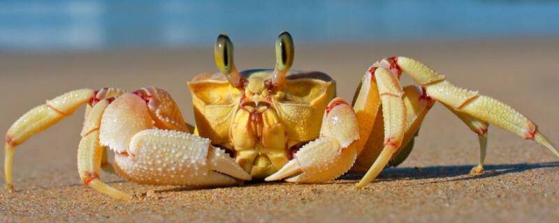 螃蟹需不需要吐泥沙