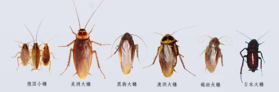 蟑螂的生长阶段图片图片