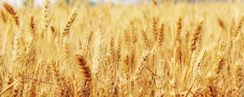 小麦成熟的季节是几月 知识大百科