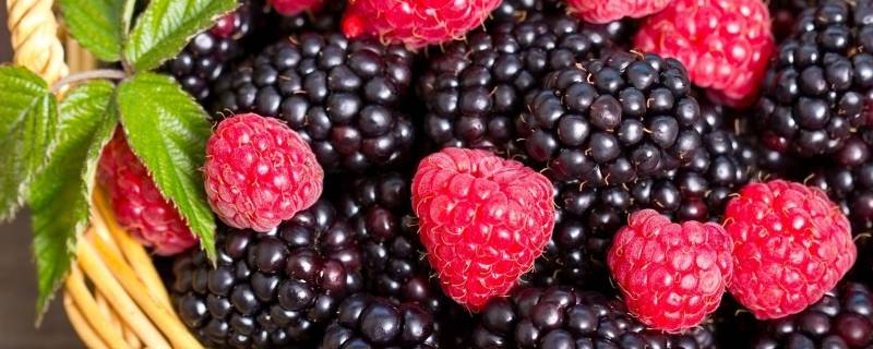 raspberry是什么水果