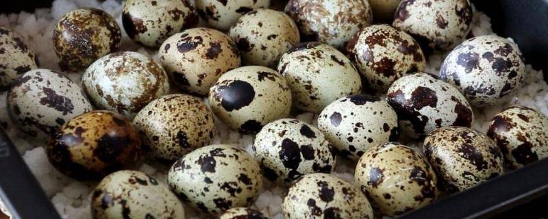熟鵪鶉蛋可以放多久