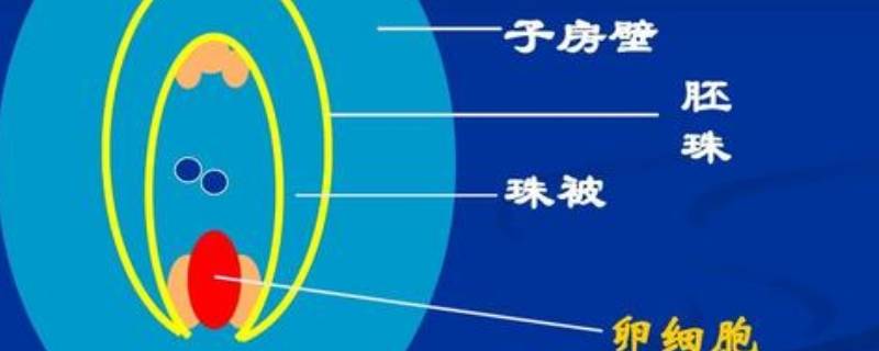 子房由什么组成 知识大百科