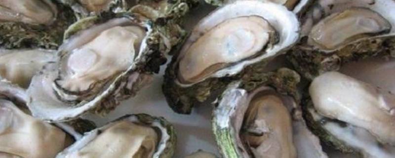 肥美鲜嫩！宁海湾牡蛎迎来成果季，清点2月新车这几款20万内的车型真的超值得入手！-BDA国际港-招商租赁核心-北京BDA国际港官网-2025最新细目-20万旁边的车排行榜20万旁边性价比最高的车