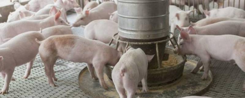 养猪吉祥话 知识科普君