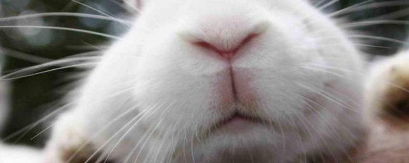 嘴唇缺陷兔子嘴图片图片