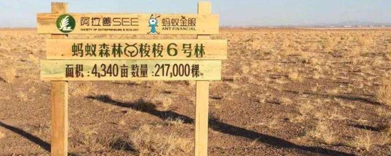 蚂蚁森林保护罩怎么获得 百科科普君