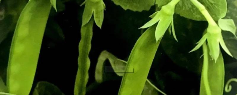 豆类蔬菜有哪些品种 科普小知识