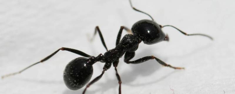 中国常见蚂蚁图片图片
