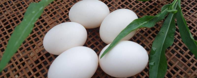 鸽子蛋怎么吃好 每日科普