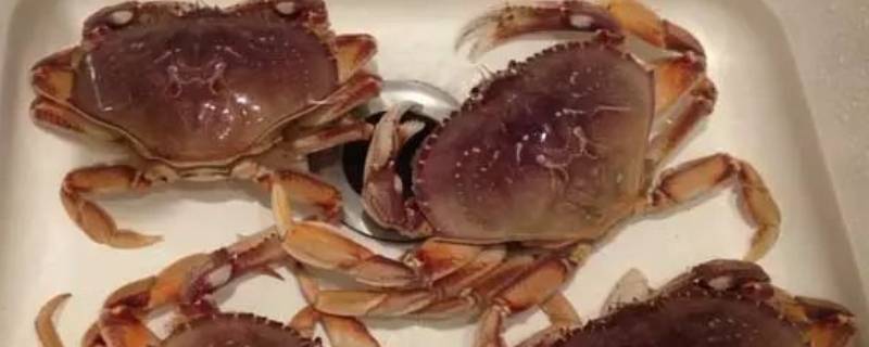 不能吃的螃蟹品种 百科全书