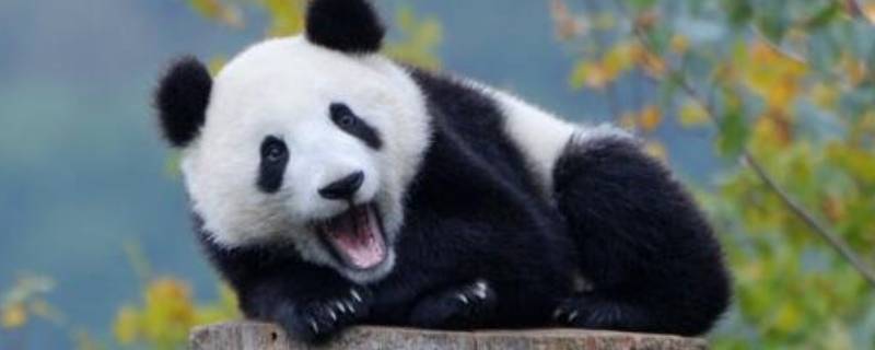 大熊猫吃什么