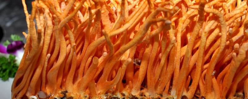 橘色的蘑菇 细图片
