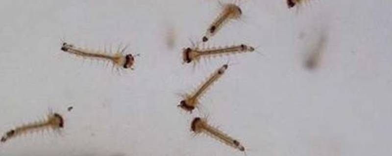蚊子幼虫怎么消灭 每日百科知识