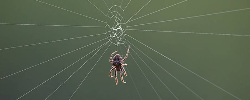 一只蜘蛛从网上垂下来图片