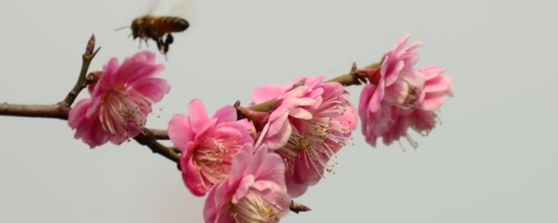 梅花的精神是指什么 百科科普君