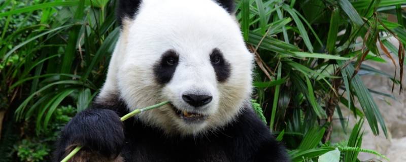 大熊猫有哪些特点
