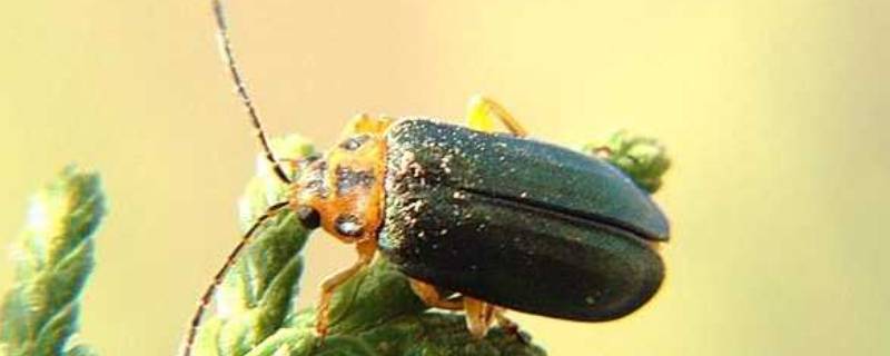 绿毛萤甲虫图片