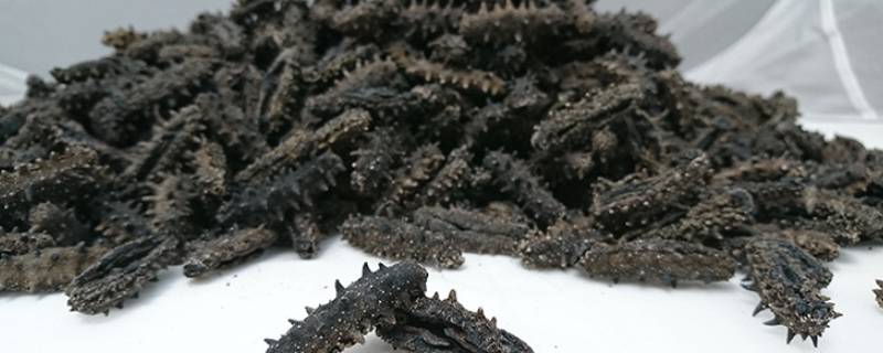 即发海参和速发海参有什么区别 