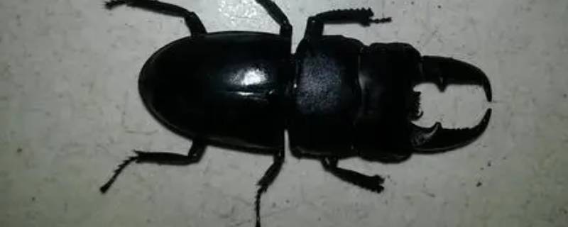 黑色甲虫吃什么食物 百科全书