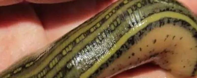 会吸血的虫子有哪些 知识小百科