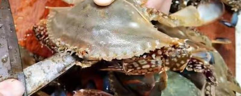 梭子蟹和珍宝蟹有什么区别 