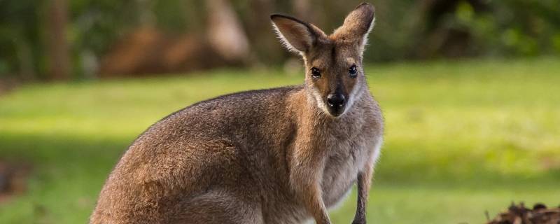 知识 袋鼠是澳大利亚的国宝吗
