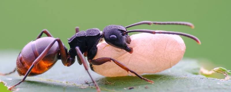 公牛蚁的蚁后有多大图片