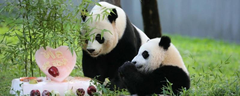 百科 关于熊猫的介绍