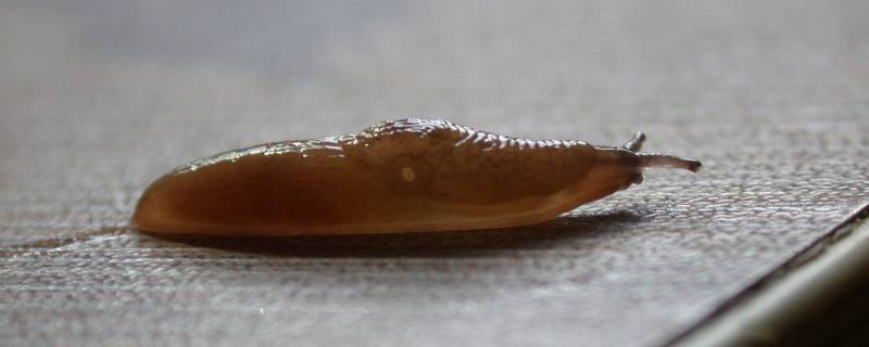 无壳蜗牛进化图片
