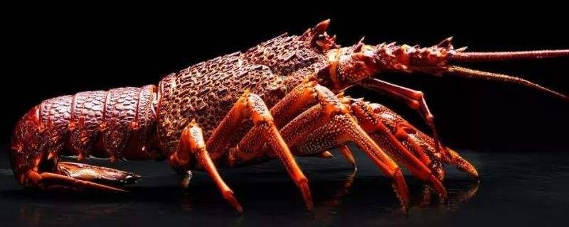 全世界最大的虾图片